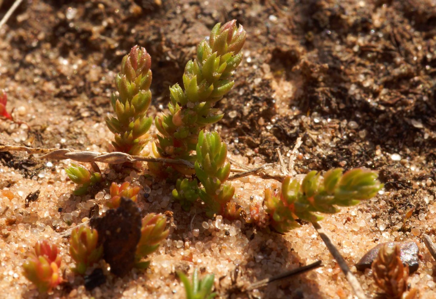 Crassulaceae: Crassula tillaea